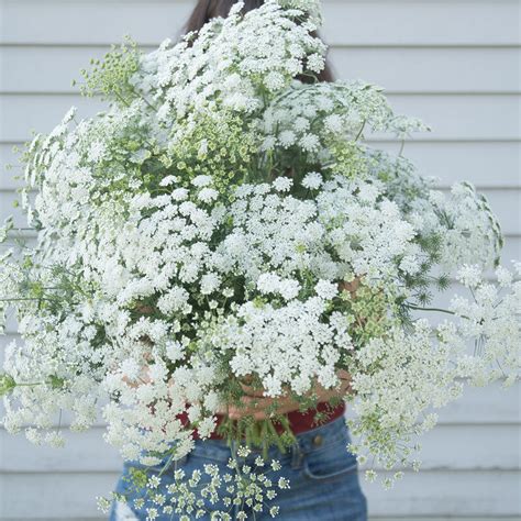 white dill ammi